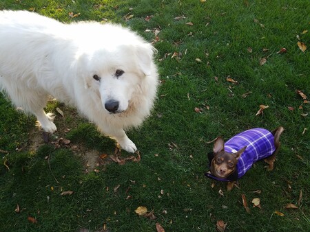 Henry and Winston