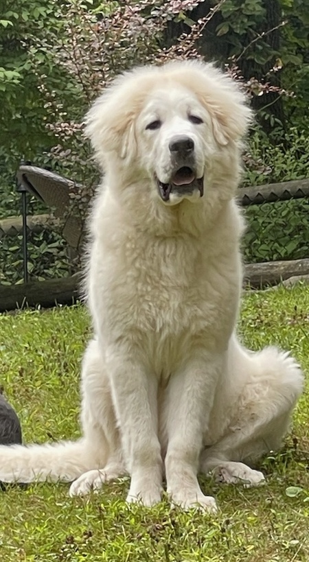 Emmett