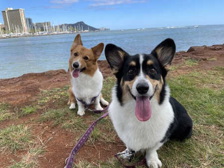 Koge & Hank