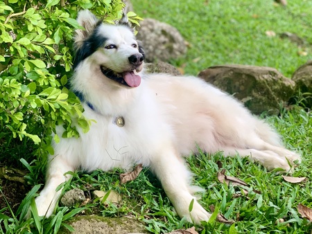 Buddy