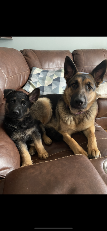 Meisha and Koda