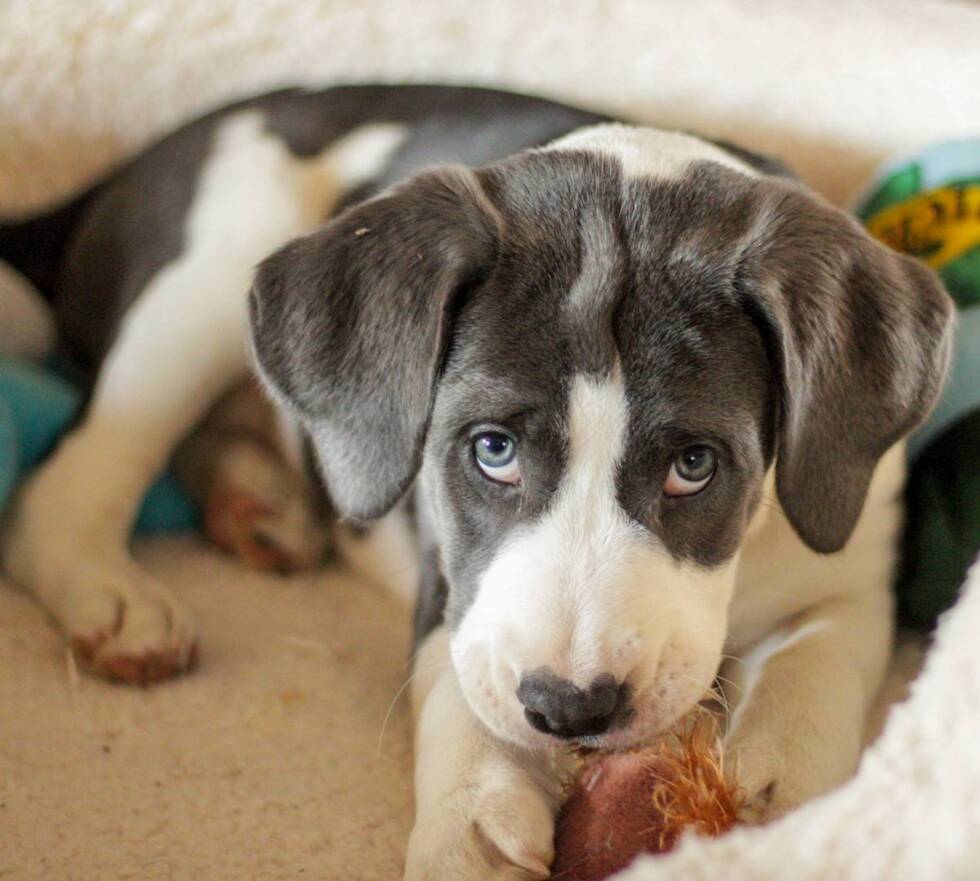 Vote for Wilma 2023 Coastal K9 Pet Calendar Contest