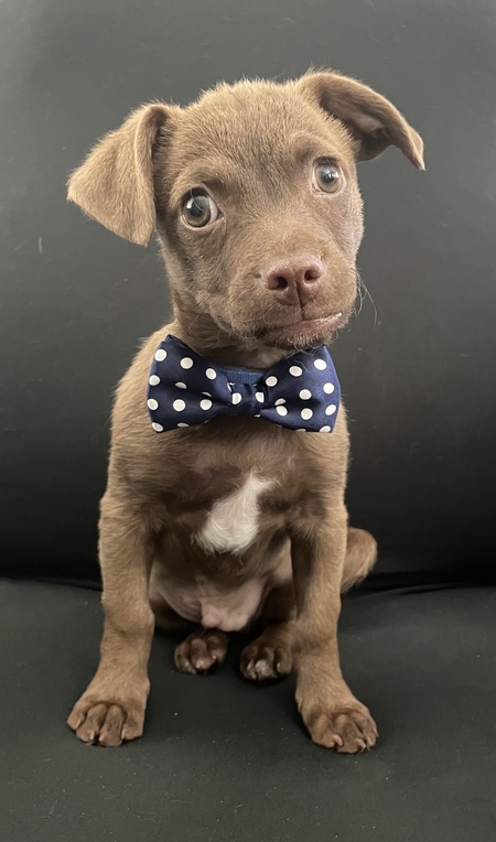 Gus