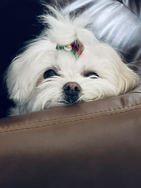 Patootie