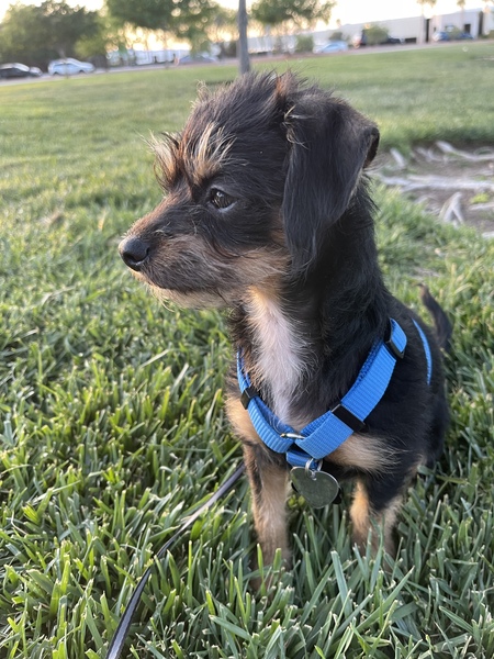 Loki
