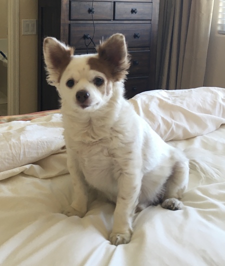 Cooper