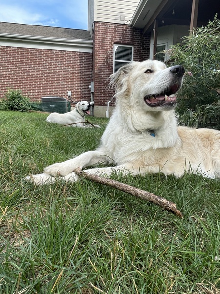 Griffin & Skye