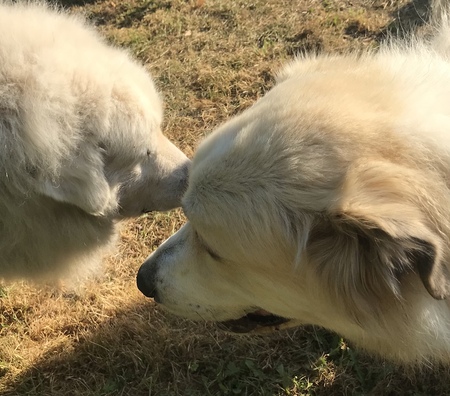 Cody, Mountain Monty