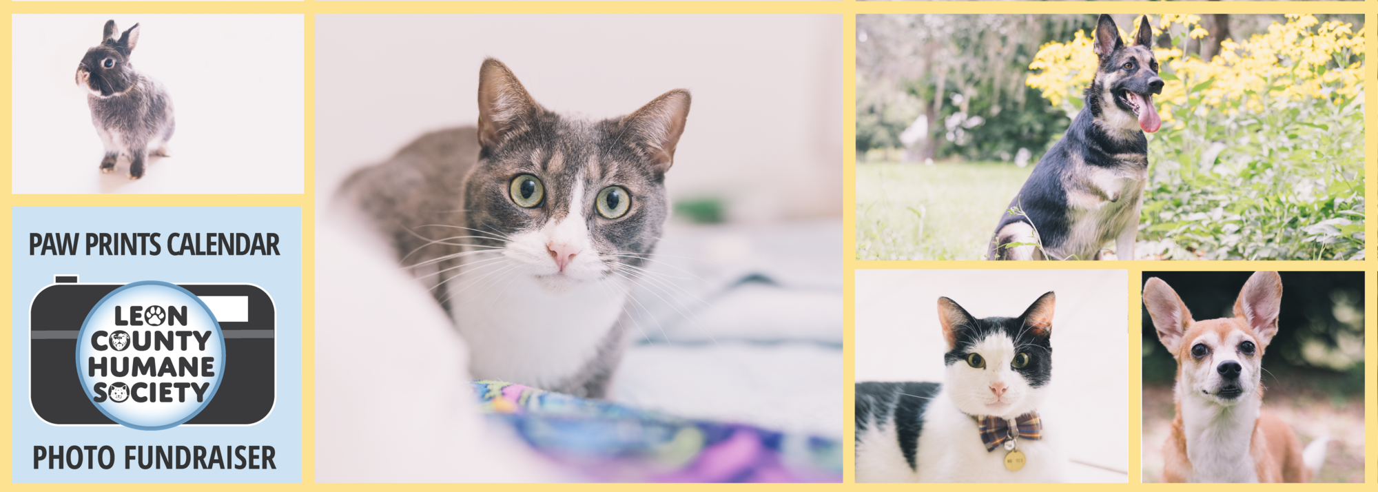 Leon County Humane Society Paw Prints Calendar Contest Fundraiser