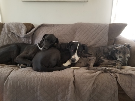 Mack, Memphis and Bella