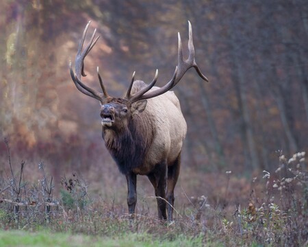Elk Expo Patch Entry #2