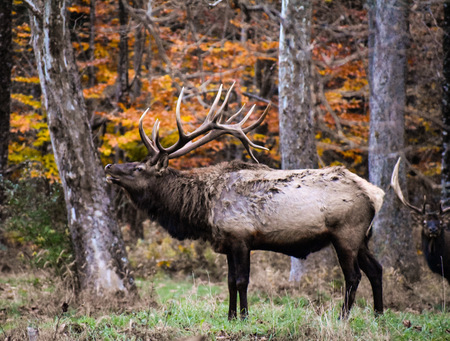 Elk Expo Patch Entry #3