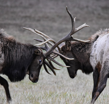 Elk Expo Patch Entry #4