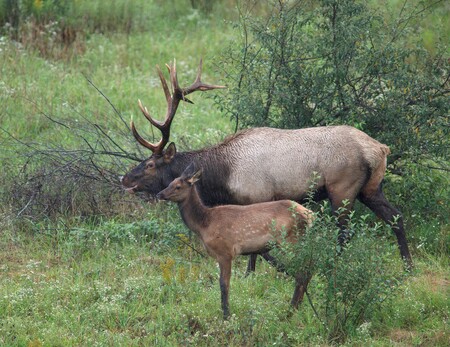 Elk Expo Patch Entry #5