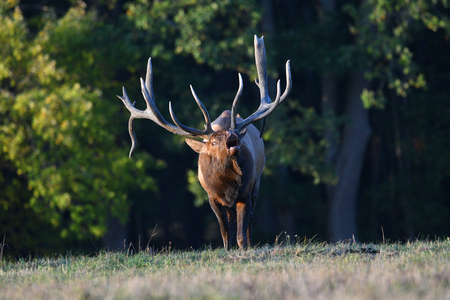 Elk Expo Patch Entry #8