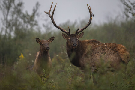 Elk Expo Patch Entry #9