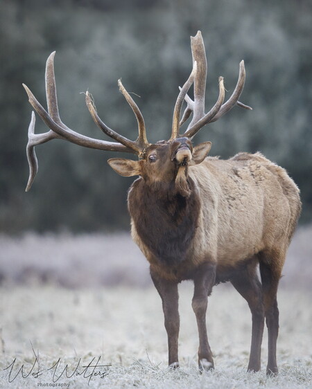 Elk Expo Patch Entry #10
