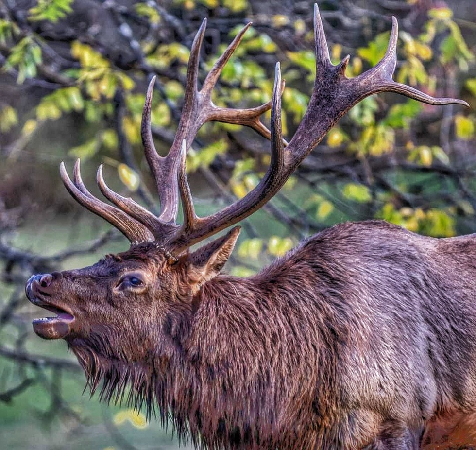 Vote for Elk Expo Patch Entry 1 KECA’s 2022 Elk Expo Patch Photo Contest