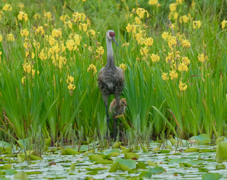 SAndhill Crane with Chick