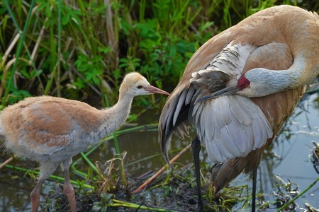 Crane Intimacy