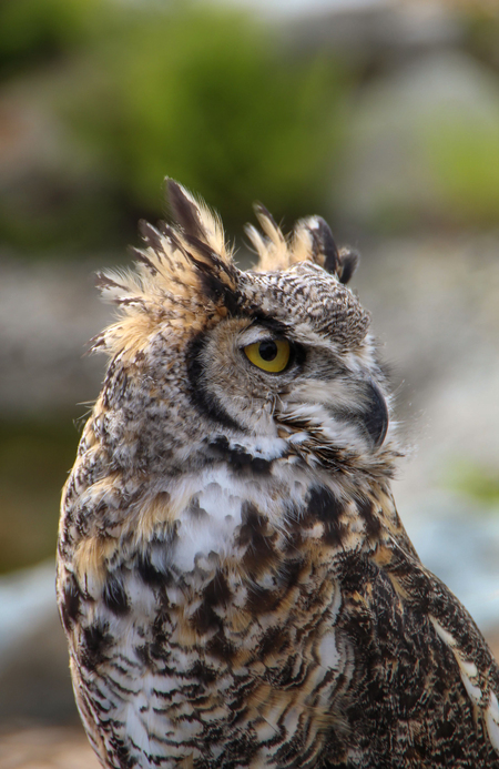 A Great Horned Owls Gaze