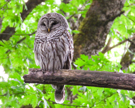 Barred Owl Gaze