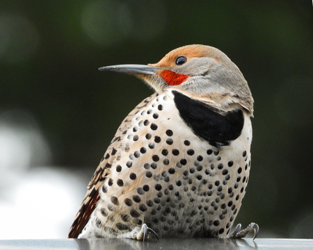 Metal roof + woodpecker mate search = 6am wake-up call