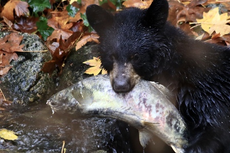 Young bear enjoying some spawning salmon