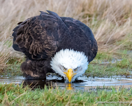 Getting a drink