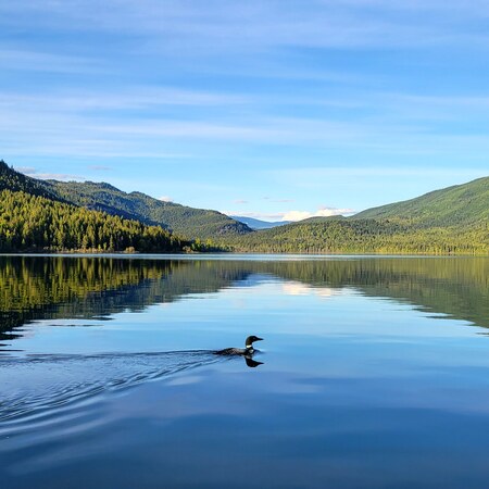 Loon on the lake 