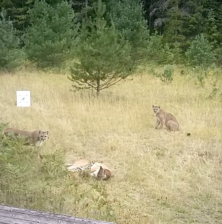 Cougar Family Chilling 