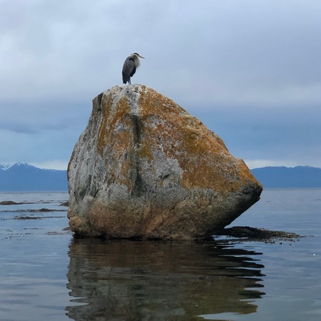 Gandalf The Grey: Heron on Gonzales Rock