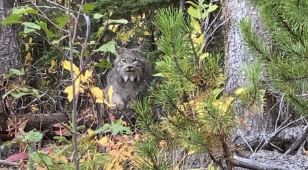 Lynx Watching Momma