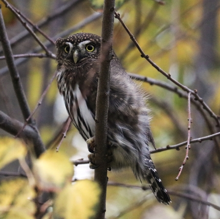 Northern Pygmy Owl