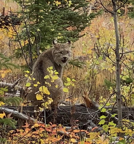 Momma Lynx 