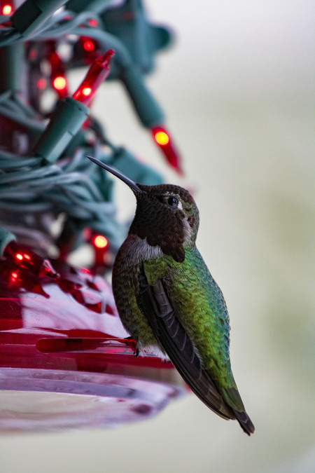 Holiday Hummingbird
