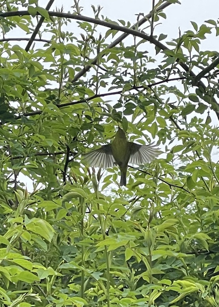 Wonderful Warbler