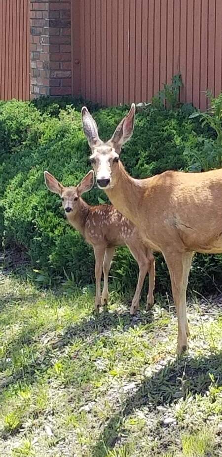 Mom and bambi take a stroll