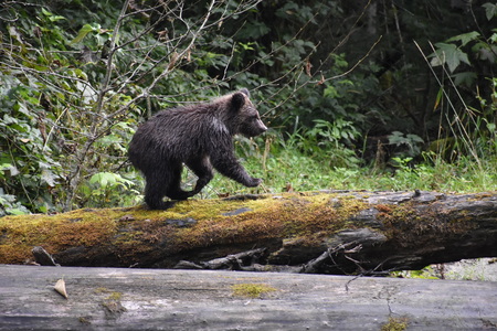 Cub on log