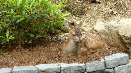 Fawn resting in garden