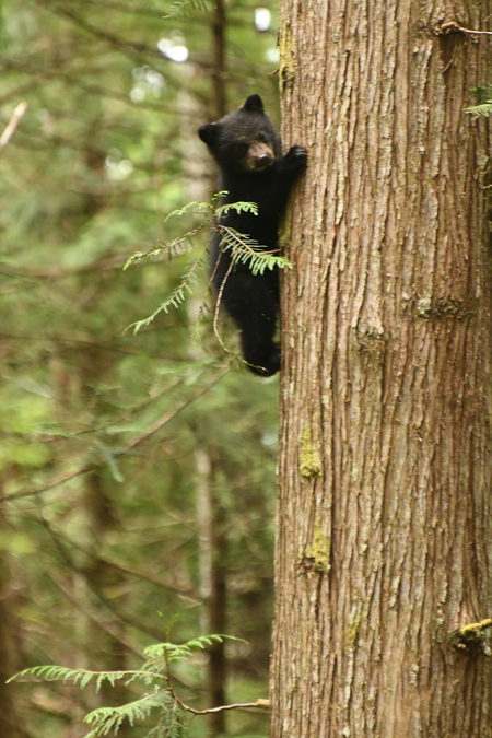 Baby Black Bear Posing