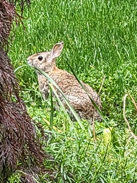 Little Brown Rabbit 