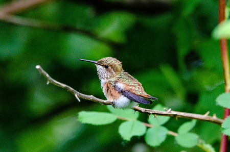 Juvenile Rufus Hummingbird