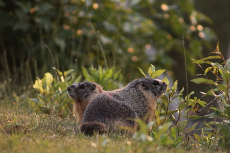 Marmot Buddies