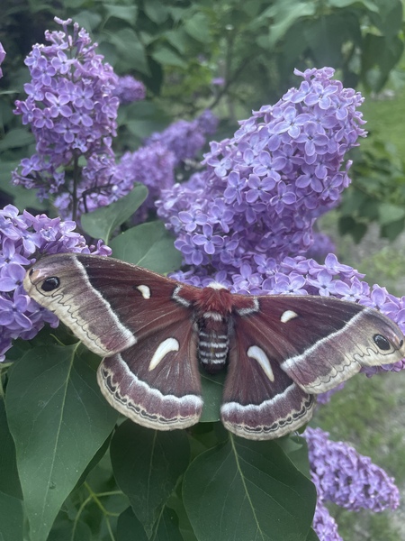 Stop and smell the lilac's!