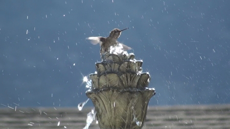 Hummingbird Morning Bath