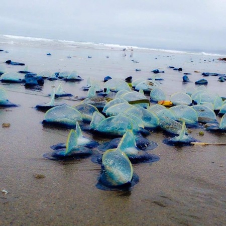 The Sails of Tofino