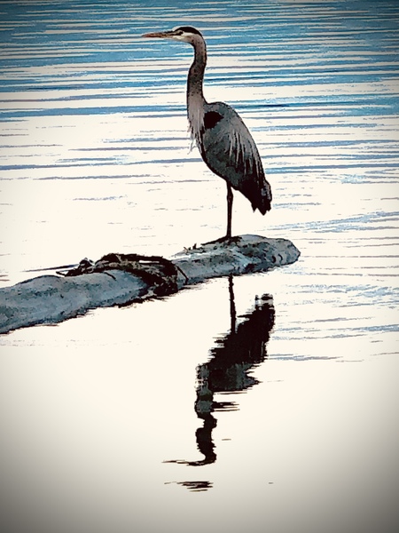 Heron on a log