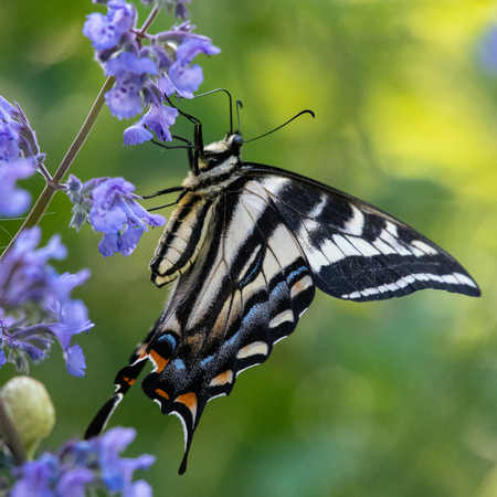 Butterfly checking out a Flower