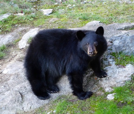 Elsie, our neighbourhood bear